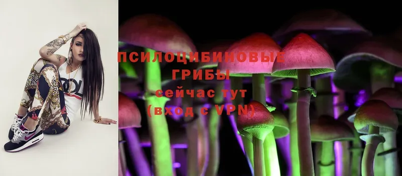 мега ссылки  что такое   Жиздра  Галлюциногенные грибы Psilocybine cubensis 